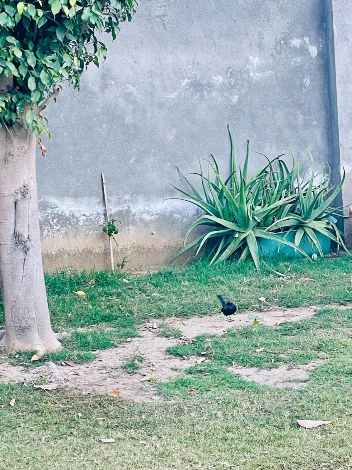 فيلا Sukoon Farm غورغاون المظهر الخارجي الصورة